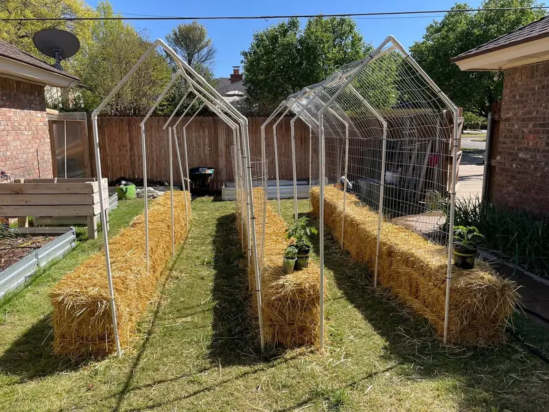 Rows of hay-bale garden beds under homemade trellis frames in a backyard.