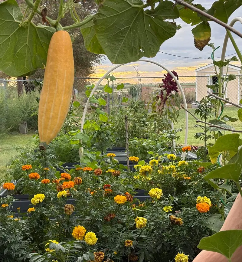 Toni's garden — marigolds in bloom, raised beds, a squash hanging from the trellis at sunset.